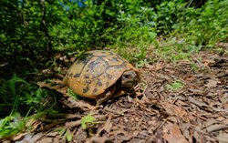 Griechische Landschildkröte
