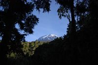 Kilimanjaro