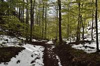 Richtung Hoher Lindkogel wird der Schnee langsam mehr