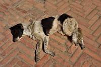 Bhaktapur - Am Tag schlafen alle Hunde
