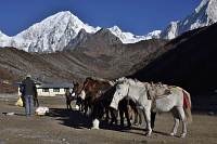 Manaslu Trek - Bimthang, Morgendliche Muli-Fütterung mit Nimjung (7140m)